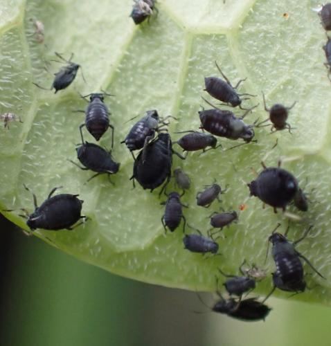 Aphis fabae